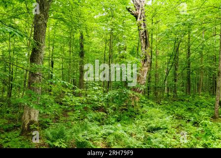 Aufgenommen in Washburn County, Wisconsin. Stockfoto