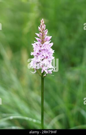 Wunderschöne Rosa Orchidee in Großbritannien. Grüner Hintergrund. Stockfoto