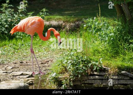 Grater flamengo entlang des Bachs mit grünem Hintergrund Stockfoto