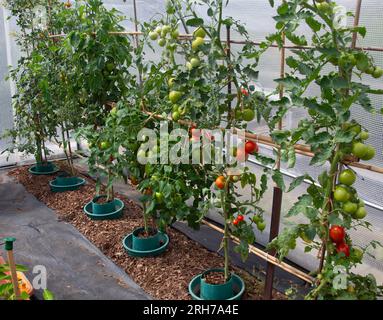 Britische Tomaten, die in Polytunneln wachsen, mit Blattcurl auf einigen Pflanzen Stockfoto