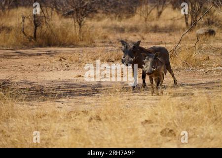 Zwei Common Warthogs im Kruger-Nationalpark in Südafrika Stockfoto