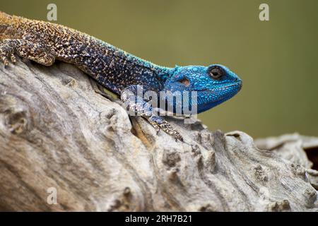 Farbenfrohe Baum-Agama in Südafrika Stockfoto