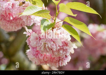 Blühende Sakura-Blüten. Zweig eines Kirschbaums. Stockfoto