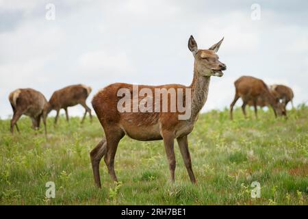 Nahaufnahme von Hirschen auf der Wiese. Seine Herde im Hintergrund. Stockfoto