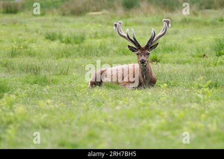 Auf der grünen Wiese liegender Hirsch. Brauner, männlicher Schatz in England. Stockfoto