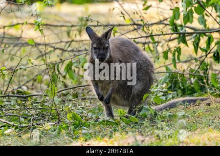 Ein Bennett's Wallaby oder Bennett's Känguru Notamacropus rufogriseus sucht nach Essen zwischen zerbrochenen Zweigen, Zoo in Deutschland Stockfoto