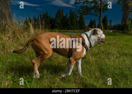 Pitbull Dog auf grünem, frischem Sommergras an einem heißen, sonnigen Tag Stockfoto