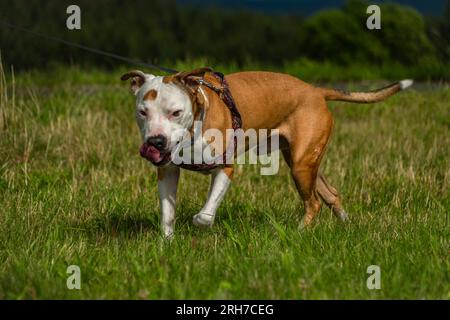 Pitbull Dog auf grünem, frischem Sommergras an einem heißen, sonnigen Tag Stockfoto