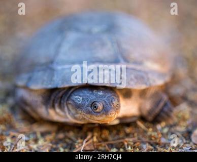 Die afrikanische Schildkröte, auch bekannt als afrikanische Helmschildkröte, Sumpfterrapin und Krokodilschildkröte. Stockfoto