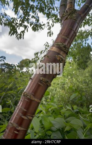 Der tibetische Kirschbaum von Prunus Serrula hat eine schöne schokoladenbraune, glänzende Rinde Stockfoto