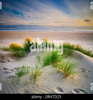 Marrammgras auf Küstensanddünen, die sich im Wind bewegen Stockfoto