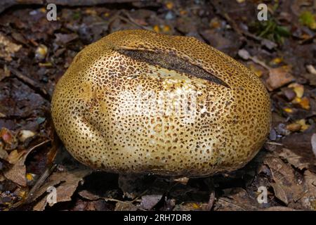 Skleroderma areolatum (Leopard Earthball) ist ein Pilz aus einer Gruppe, die als „Erdbälle“ bezeichnet wird. Sie findet sich häufig in Laubwäldern, Stockfoto