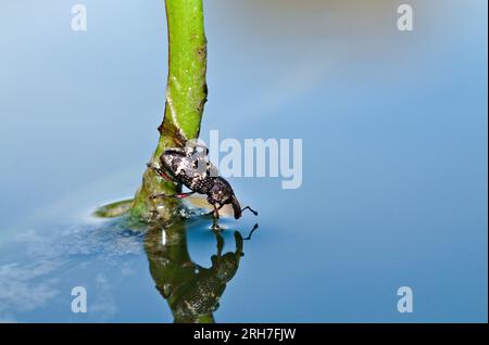 Insektenporträt auf Wasser gespiegelt. Der Käfer blickt auf die Oberfläche des Teichs und sieht ein Bild von sich selbst. Hylobius abietis vermin Insekt aus der Tschechischen republik. Stockfoto