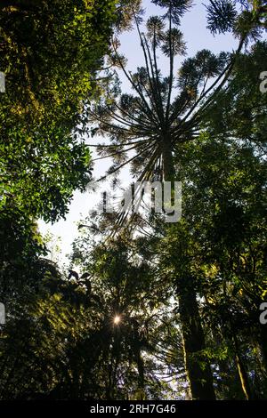 Araucaria feuchter Wald mit typischen Parana Kiefern (Araucaria angustifolia) Bäumen von unten aus gesehen - Sao Francisco de Paula, Südbrasilien Stockfoto