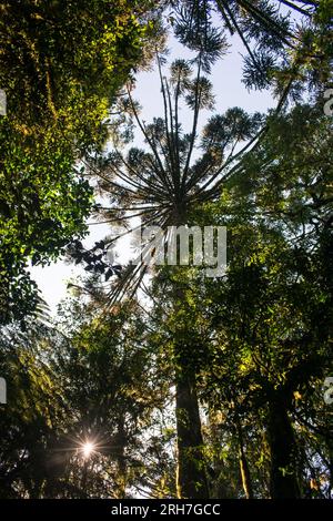 Araucaria feuchter Wald mit typischen Parana Kiefern (Araucaria angustifolia) Bäumen von unten aus gesehen - Sao Francisco de Paula, Südbrasilien Stockfoto