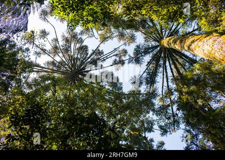 Araucaria feuchter Wald mit typischen Parana Kiefern (Araucaria angustifolia) Bäumen von unten aus gesehen - Sao Francisco de Paula, Südbrasilien Stockfoto