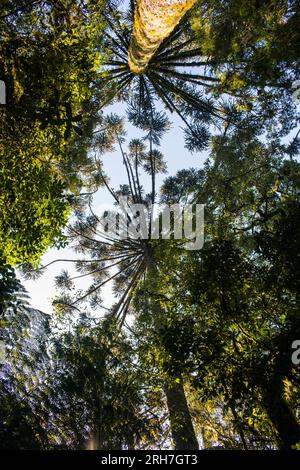 Araucaria feuchter Wald mit typischen Parana Kiefern (Araucaria angustifolia) Bäumen von unten aus gesehen - Sao Francisco de Paula, Südbrasilien Stockfoto