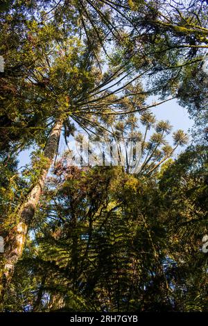 Araucaria feuchter Wald mit typischen Parana Kiefern (Araucaria angustifolia) Bäumen von unten aus gesehen - Sao Francisco de Paula, Südbrasilien Stockfoto