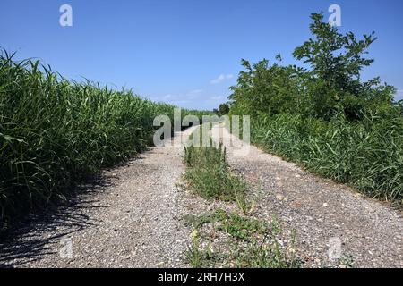 Unbefestigter Pfad, der im Sommer von Bäumen umgeben ist, neben einem Feld in der italienischen Landschaft Stockfoto