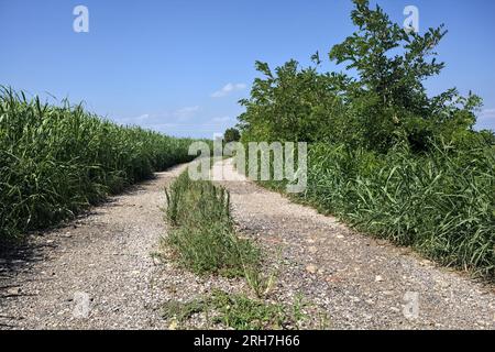 Unbefestigter Pfad, der im Sommer von Bäumen umgeben ist, neben einem Feld in der italienischen Landschaft Stockfoto