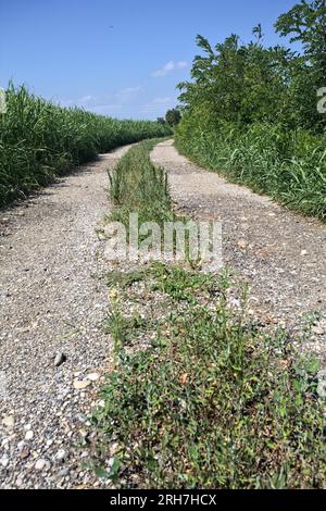 Unbefestigter Pfad, der im Sommer von Bäumen umgeben ist, neben einem Feld in der italienischen Landschaft Stockfoto