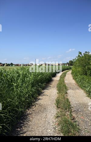 Unbefestigter Pfad, der im Sommer von Bäumen umgeben ist, neben einem Feld in der italienischen Landschaft Stockfoto