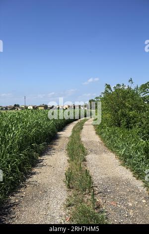 Unbefestigter Pfad, der im Sommer von Bäumen umgeben ist, neben einem Feld in der italienischen Landschaft Stockfoto