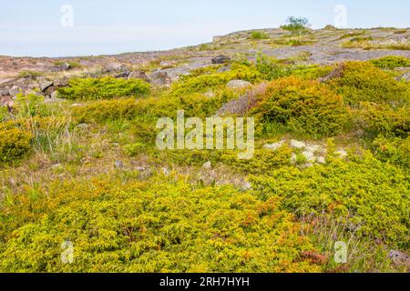 Elfinholz-Formation. Schleichende Sibiridae Wacholderbeere (Juniperus sibirica) bilden sich aufgrund starker Winde und dünnem Boden. Sommers Island im östlichen Teil der Stockfoto