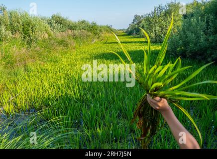 Wasserstagnation. Dieser ehemalige Abflusskanal ist seidig und mit Süßwassersoldaten (Stratiotes aloides) überwuchert und unpassierbar geworden. Lea Stockfoto