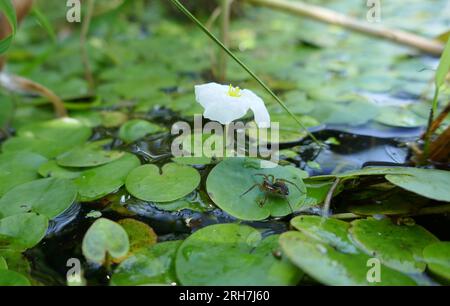 Taucherglockenspinne (Argyroneta aquatica, kleine gefleckte Frau) in typischem Lebensraum. Stagnierendes Reservoir mit Frogbit (Hydrocharis morsus-ran) überwuchert Stockfoto