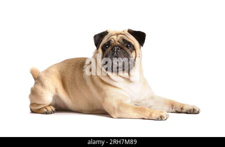 Ein reinrassiger, süßer, lustiger, freundlicher Pug liegt auf weißem Hintergrund und blickt ausdrucksstark und mit Interesse in die Kamera. Stockfoto