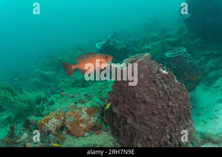 West Palm Beach, FL, Tauchfotos Stockfoto