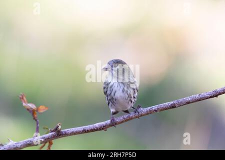 Die eurasische Siskin oder europäische Siskin (Spinus spinus), kleiner Passerinvogel in der Finkenfamilie Fringillidae. Stockfoto