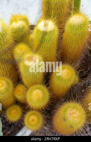 Close-up of the notocactus, leninghausii, also known as Lemon Ball cactus, Golden Ball cactus and Yellow Tower cactus. Stockfoto