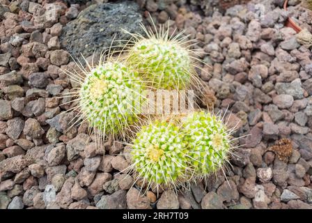 Mammillaria ist eine der größten Gattungen in der Kaktusfamilie (Cactaceae), mit derzeit 200 bekannten Arten und Sorten. Stockfoto