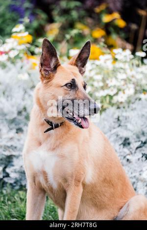 Belgischer Malinois vor Blumen. Stockfoto