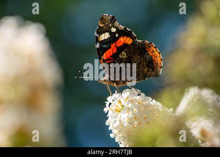 atalanta-Schmetterling an einem geflogenen Schmetterlingsbusch Stockfoto