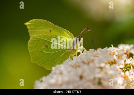 zitronenfalter am blühenden Schmetterlingsbusch Stockfoto