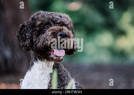 Lagotto Romagnolo Hund Stockfoto