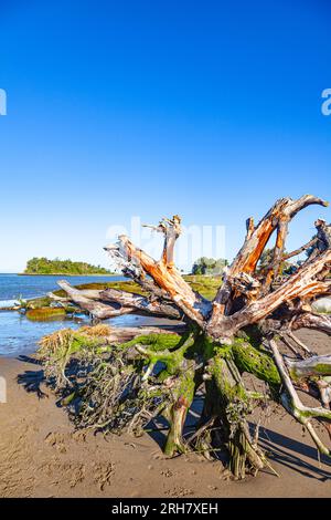 Große Bäume und Wurzeln wurden an den Ufern der Fraser River Mündung in Richmond Kanada angespült Stockfoto