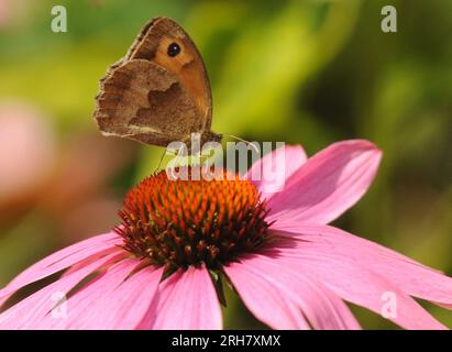 WIESENBRAUNER SCHMETTERLING AUF RUDBECKIA, WEST DEAN GARDENS, WEST SUSSEX. BILD MIKE WALKER 2023 Stockfoto