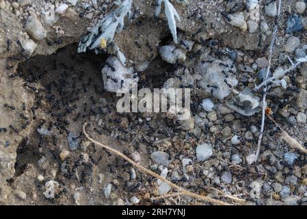 Eingang zum Nest der schwarzen Ameisen in der Mojave-Wüste, Kalifornien. Stockfoto