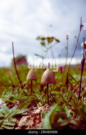 Nahaufnahme von Pilzen, die auf dem Feld wachsen Stockfoto