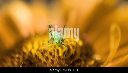 Makro eines kleinen grünen Grashüpfers ( Omocestus Viridulus ), der in einer orangefarbenen Blüte sitzt und in die Kamera schaut Stockfoto