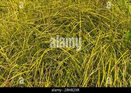 Tufted Sedge (Carex elata) „Aurea“ Synonym C. Elata „Bowles Golden“ Stockfoto