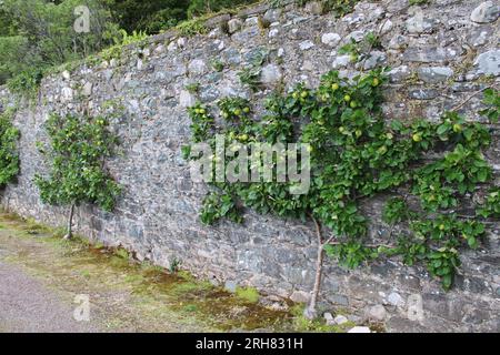 Äpfel wachsen auf einer Ziegelwand Stockfoto