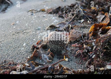 Muschel am Strand Stockfoto