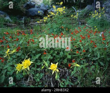 Gelbe Kolumbinen und rote Trompeten in den Huachuca Mountains, Arizona Stockfoto