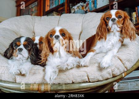 Porträt von vier fabelhaften Cavalier King Charles Spaniels, einem schwarz-weißen und drei rötlich-weißen, auf beigem Sessel ruhenden. Ein Jungtier versteckt sich dahinter Stockfoto