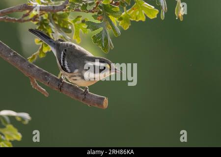 Schwarzkehlchen-Gray Warbler (Setophaga nigriscens) Sacramento County California USA Stockfoto